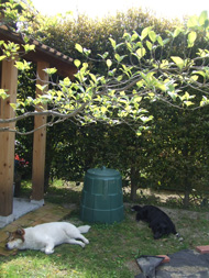 dogs