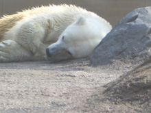 bear