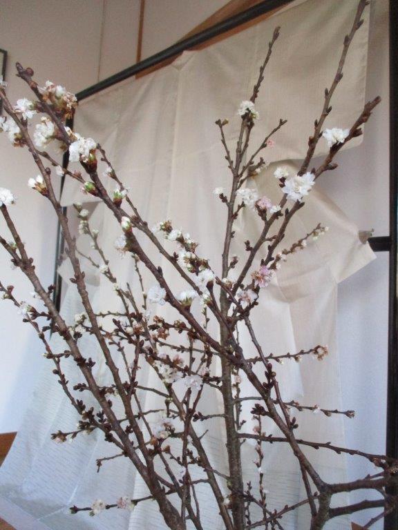 寒桜１